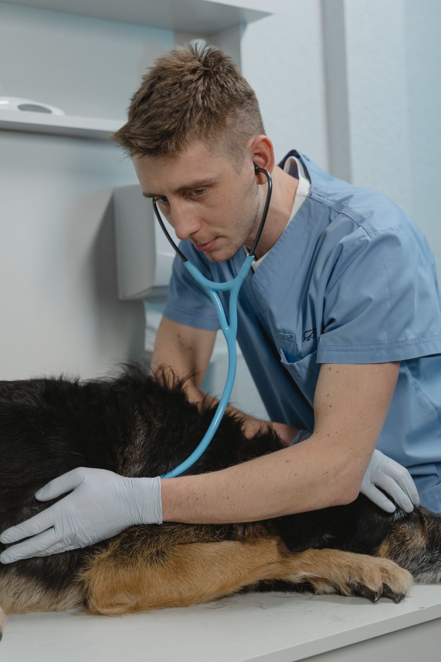 Vet listening to a dog with a stethoscope