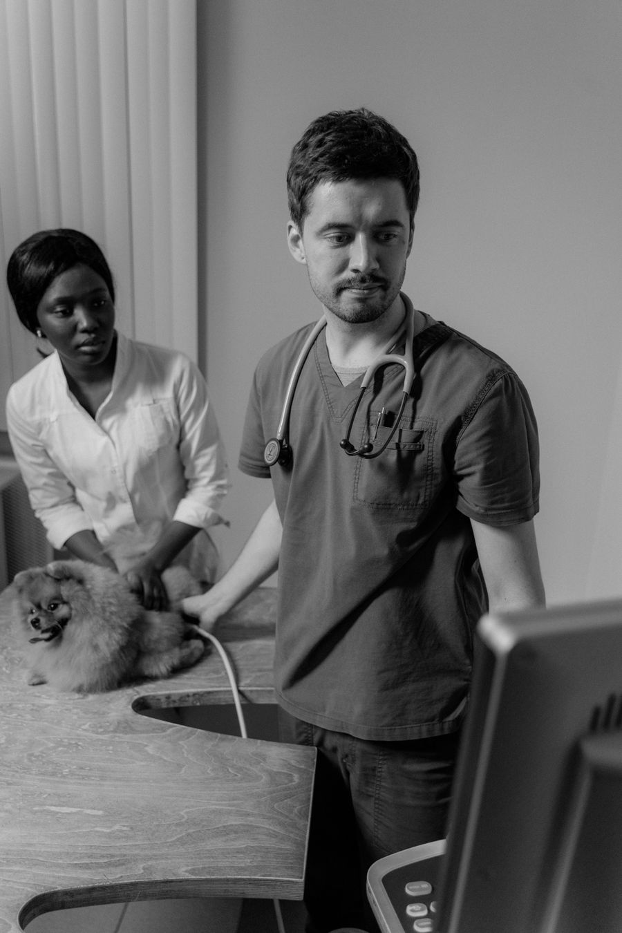 Vet and assistant examining a small dog