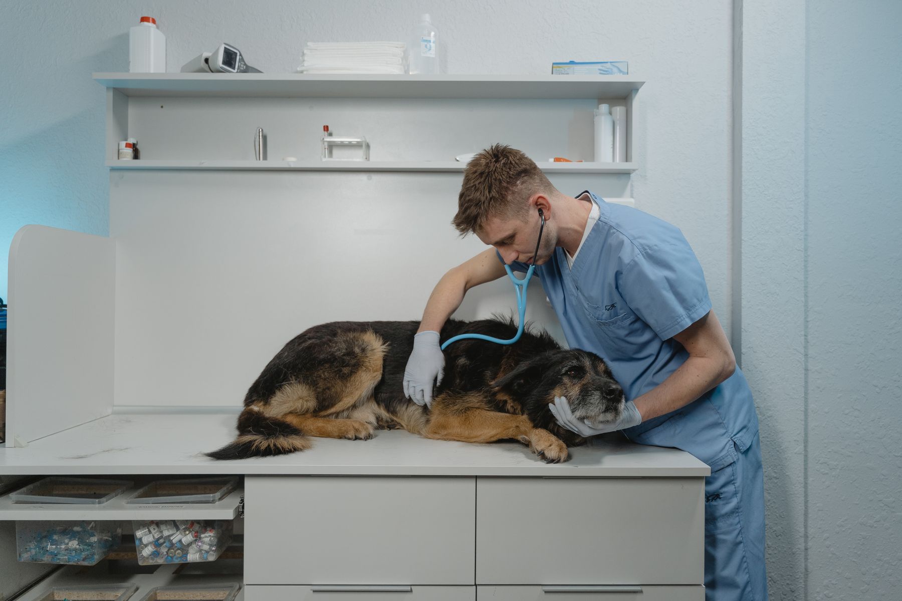 Vet examining a dog on a clinic table