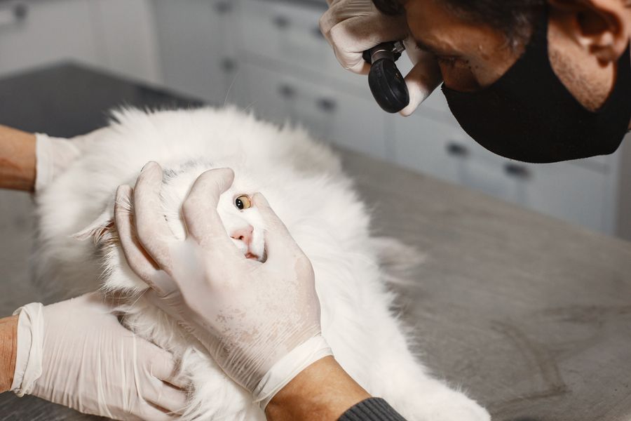 Vet checking a white cat's eye