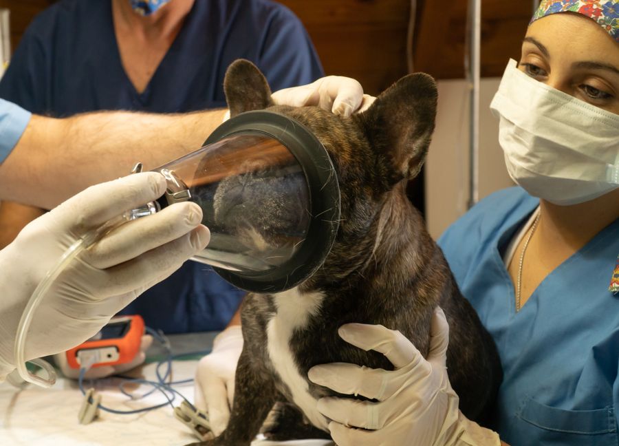 Dog under anaesthetic with vets