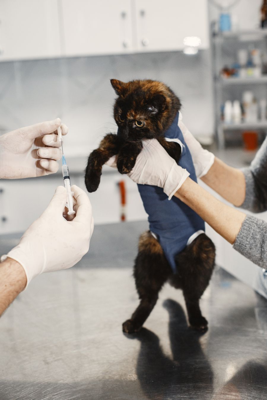 Cat being prepared for a vaccination